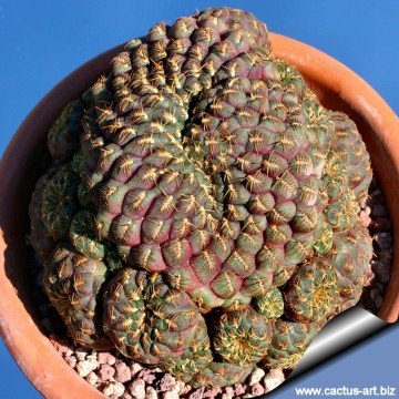 866 cactus-art Cactus Art